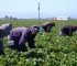 The Silent Farm Killers: How Worker Theft, Human Errors, and Machine Faults Steal Your Profits and How to Stop Them
