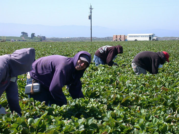farm workers 