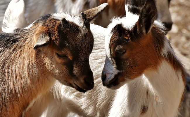 why goat farmers prefer castrated goats