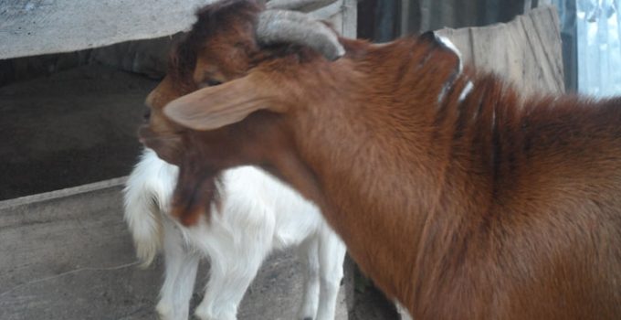 castrated goats especially male goats meat are more tastier
