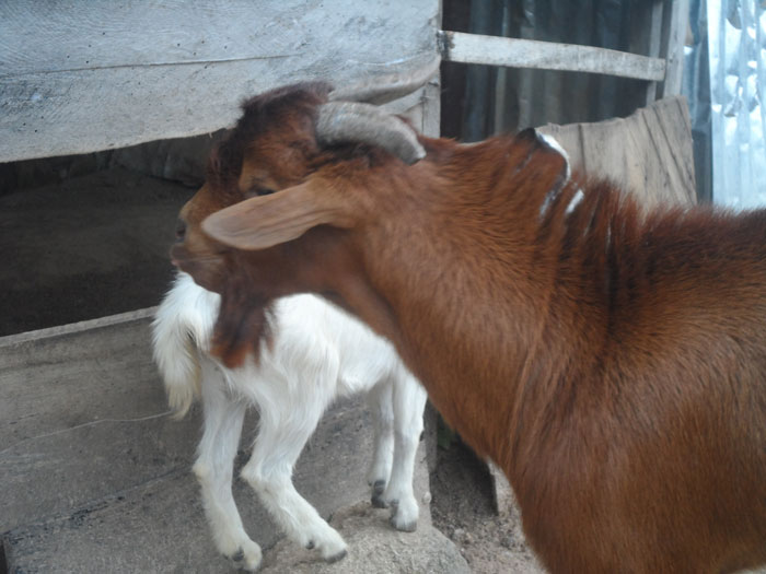 castrated goats especially male goats meat are more tastier