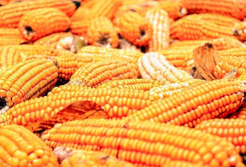 maize harvest
