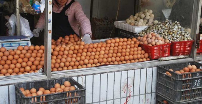 egg glut sales of eggs