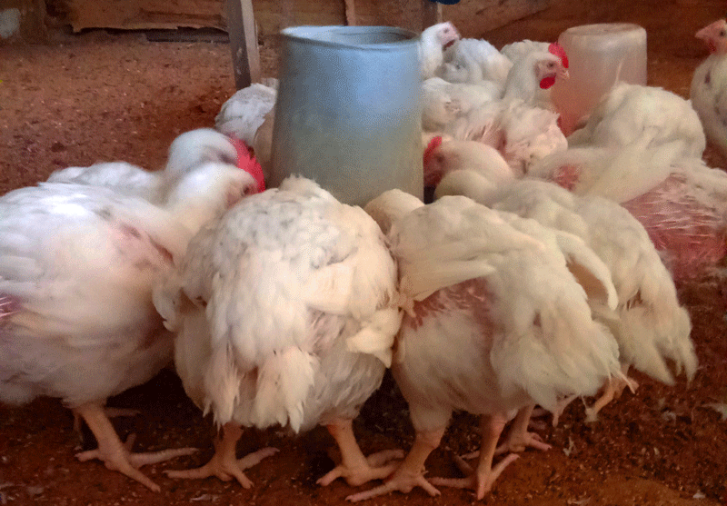 wet litter in broiler 