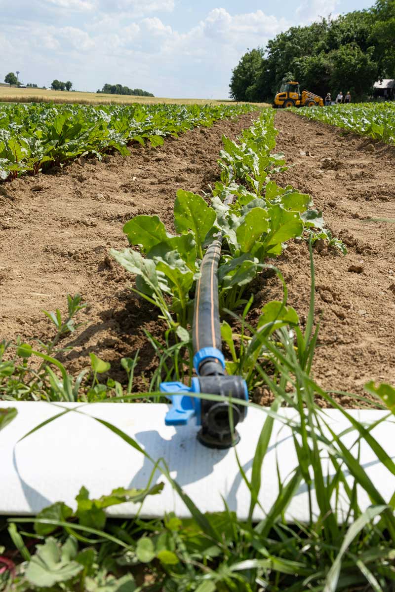 drip irrigation 