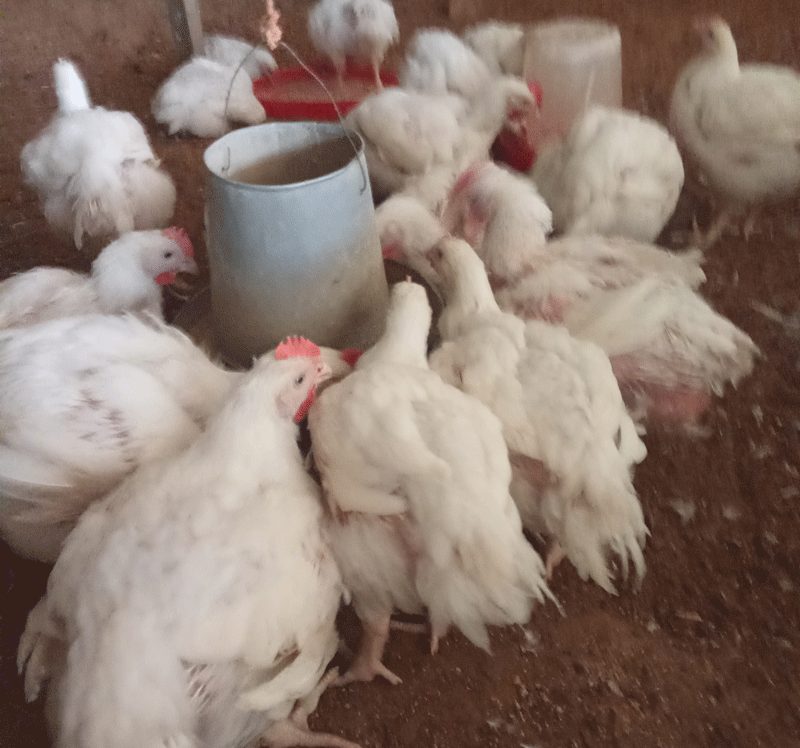 wet litter in broiler 