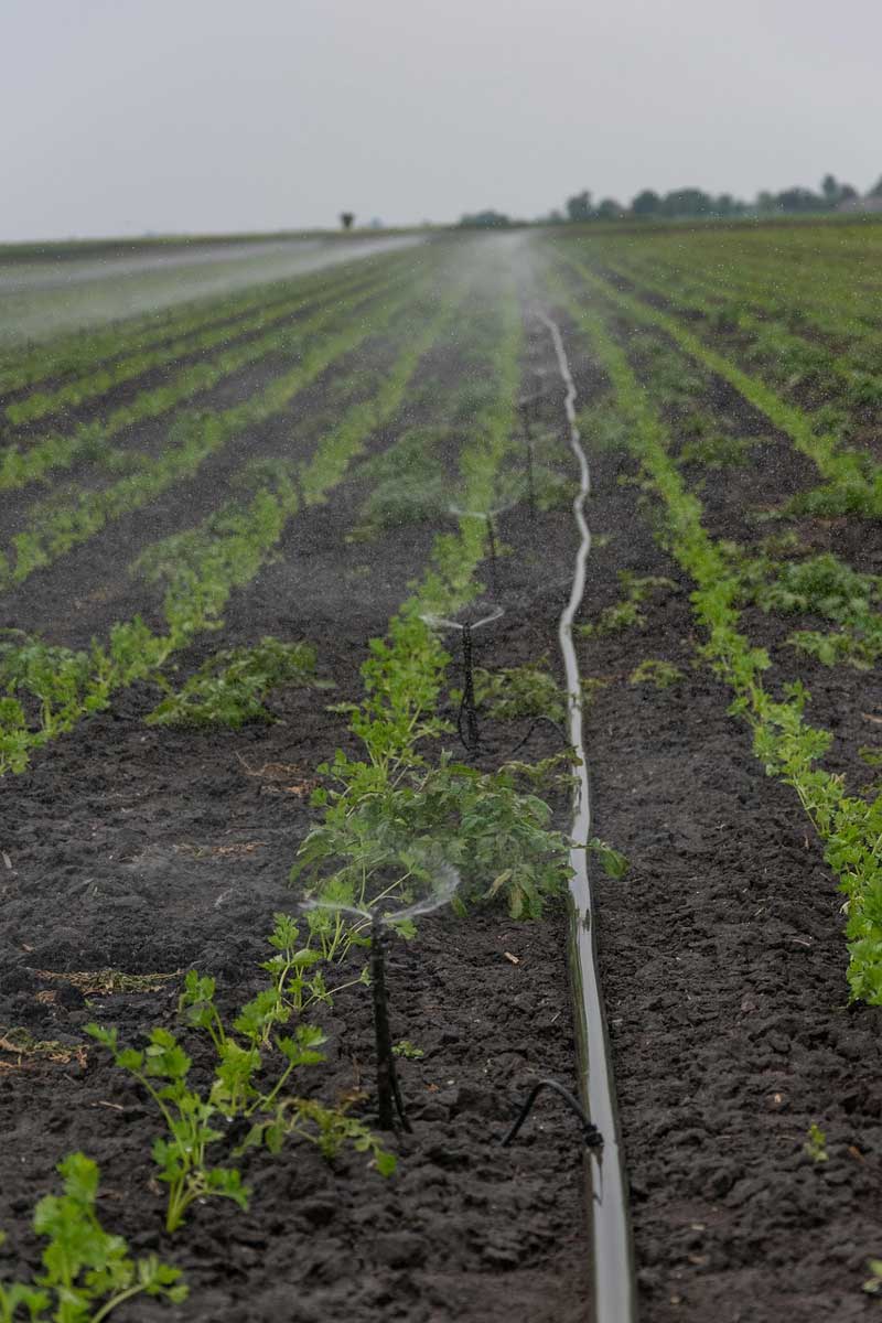 drip and sprinkler irrigation