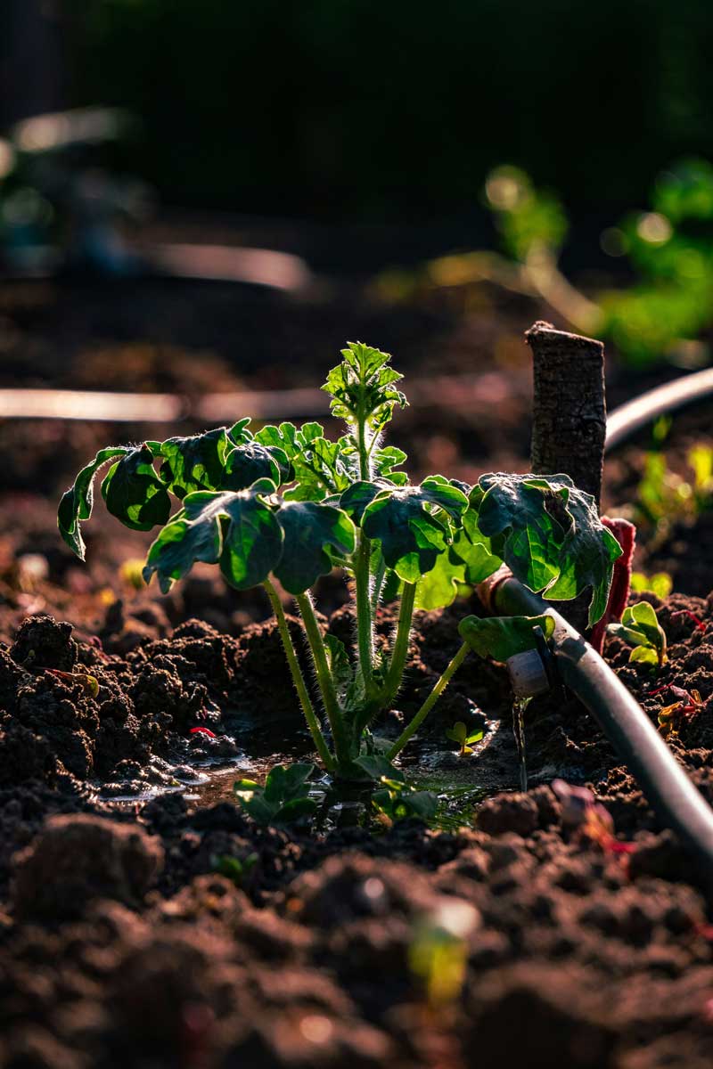 drip or sprinkler irrigation