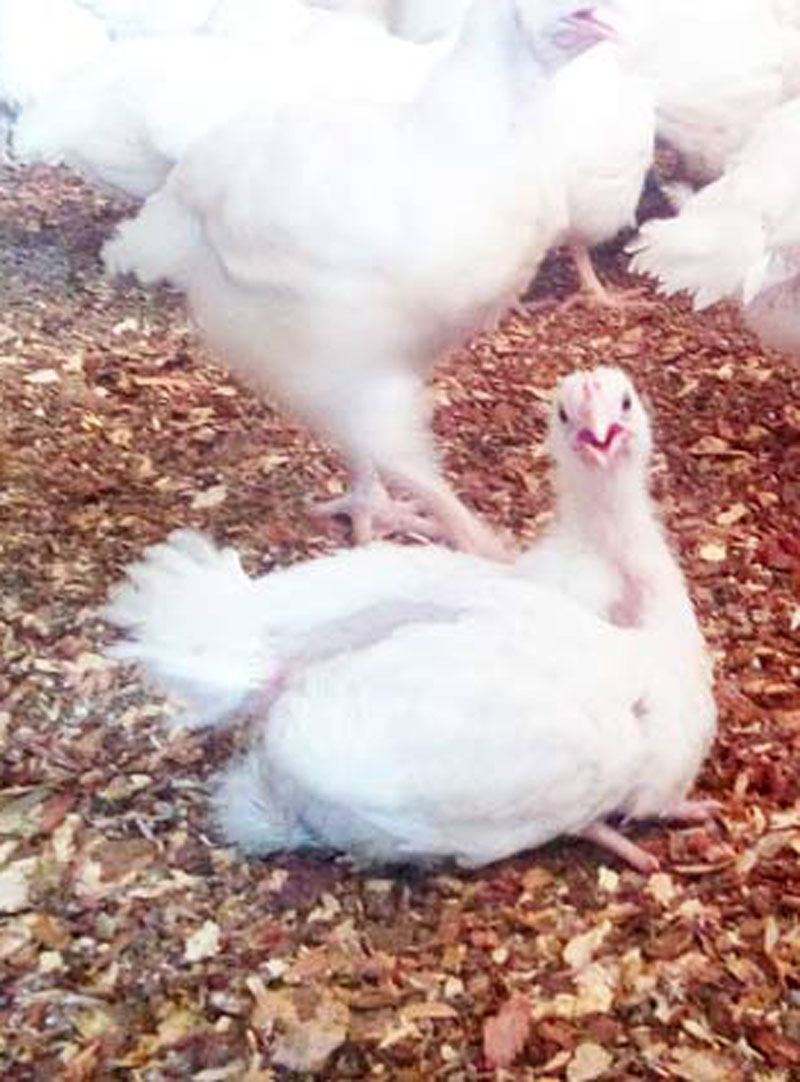 wet litter care and disease prevention