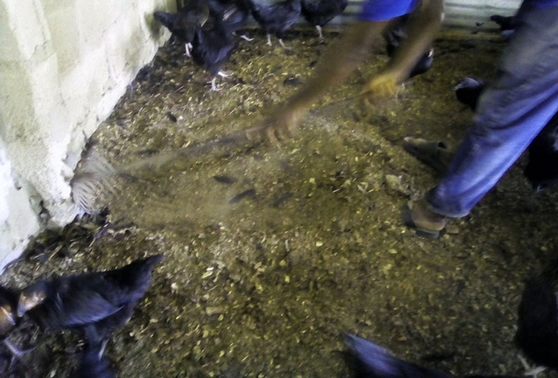 avoiding wet litter by raking the litter