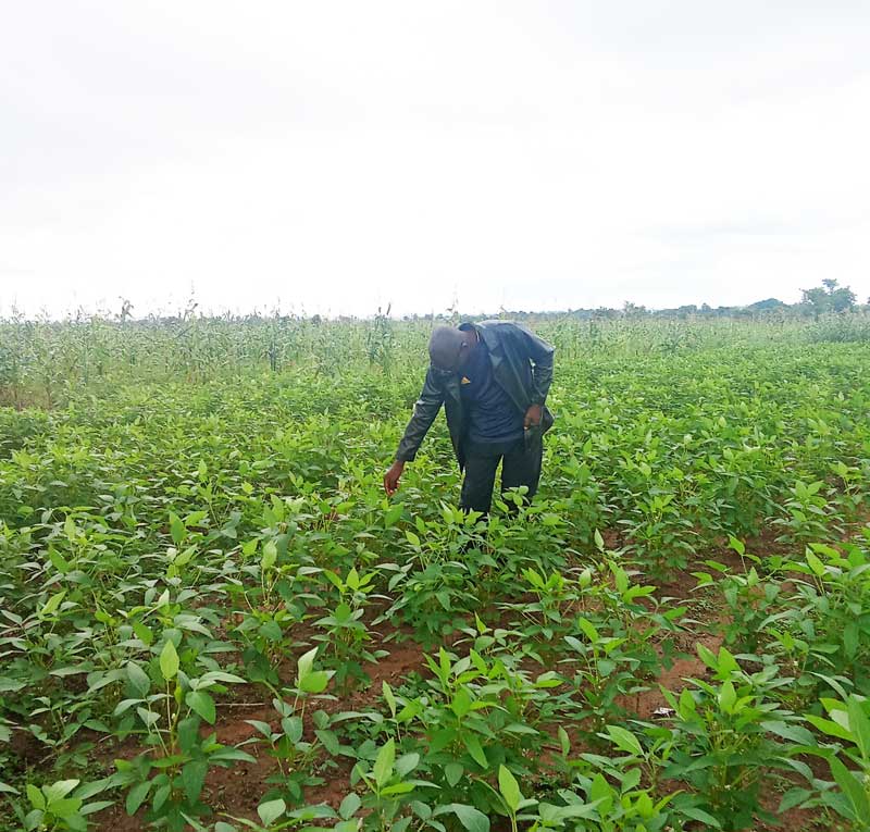pre-harvest soybean scouting in the farm