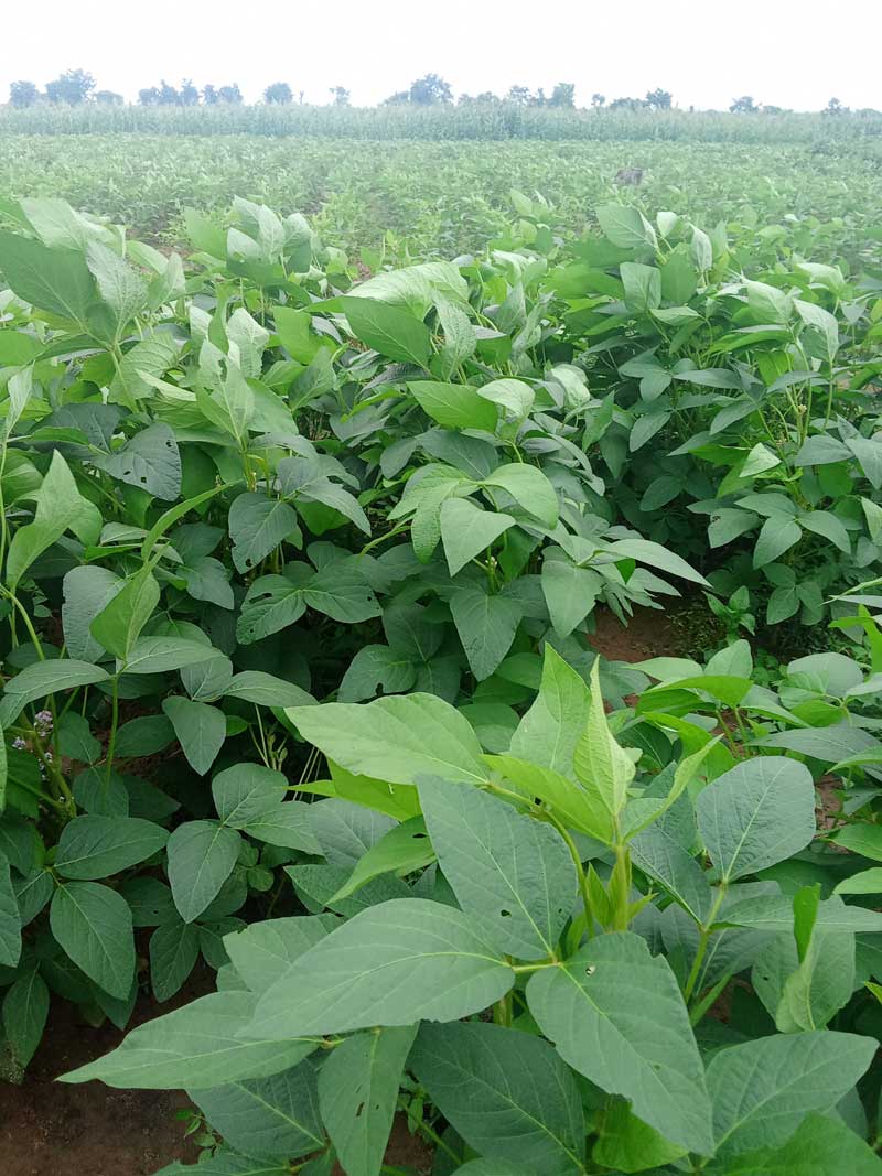 soybeans 