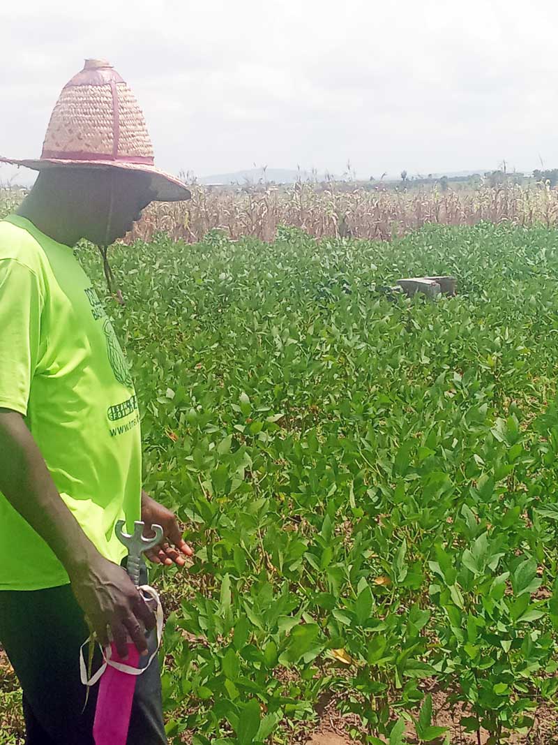 pre-harvest soybean scouting to avert yield loss