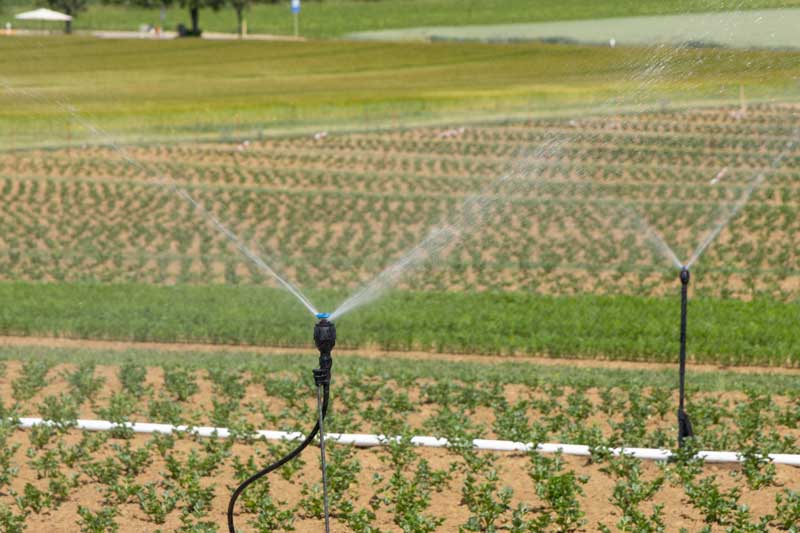 drip and sprinkler irrigation