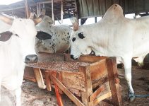 5 Proven Dry-Season Cow Fattening Secrets Every Smart Farmer Uses to Get Quick, Excellent Results