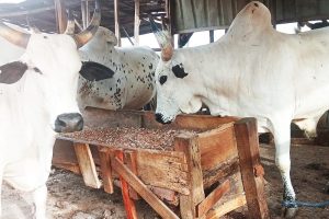 5 Proven Dry-Season Cow Fattening Secrets Every Smart Farmer Uses to Get Quick, Excellent Results