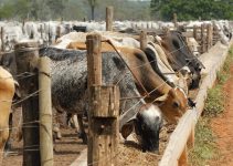 10 Profitable Farm Businesses Young People Are Ignoring