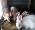 Discover 5 Winning Feed Mixes That Will Boost Your Rabbits’ Growth and Save You Money during the Dry Season