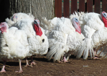 5 Game-Changing Reasons Turkeys Are More Profitable and Easier to Manage Than Other Birds