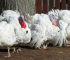 5 Game-Changing Reasons Turkeys Are More Profitable and Easier to Manage Than Other Birds