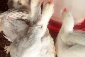The Dark Side of Broiler Farming: 7 Shocking Health and Profit Losses Caused By Too Many Growth Boosters