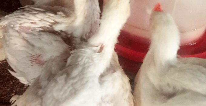 too many growth boosters