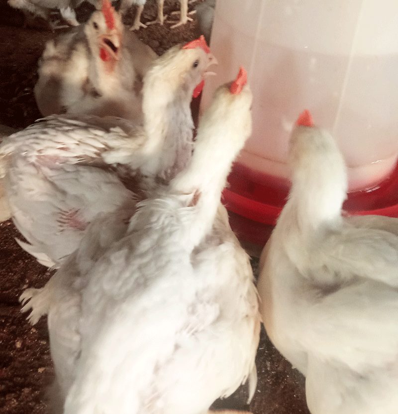 too many growth boosters 