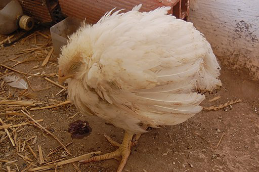 signs of sick chickens