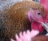 Don’t Ignore These 5 Red Flag Signs of Sick Chickens: The Silent Warnings Your Flock Is in Serious Danger!