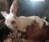 Transform Your Rabbitry: 10 Genius Housing Tricks That Keep Your Rabbits Calm, Healthy, and Growing Faster