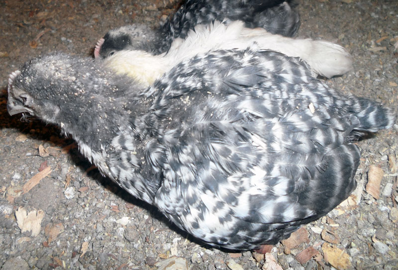 signs of sick chickens