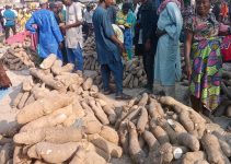 Why Yams Should Be Your New Superfood: 10 Amazing Uses You Never Knew Why Yams Should Be Your New Superfood: 10 Amazing Uses You Never Knew