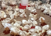 Why Most Small Poultry Farmers in Nigeria Lose Money in Their First 6 Months , And How You Can Avoid the Same Fate Why Most Small Poultry Farmers in Nigeria Lose Money in Their First 6 Months , And How You Can Avoid the Same Fate