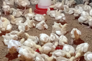 Why Most Small Poultry Farmers in Nigeria Lose Money in Their First 6 Months , And How You Can Avoid the Same Fate