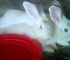 My Rabbits Are Not Producing Again! 5 Hidden Reasons Your Does Refuse to Get Pregnant