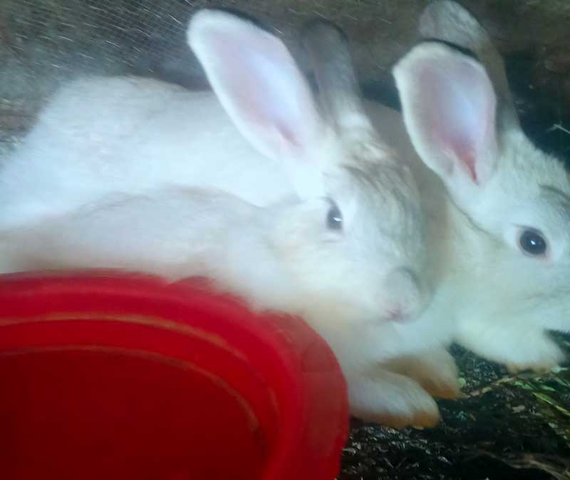 Reasons Your Does Refuse to Get Pregnant