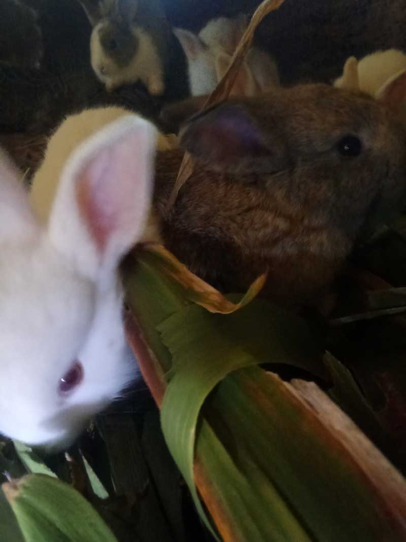 young rabbit kittens in 
