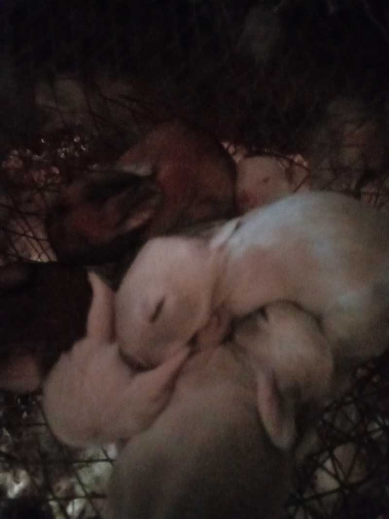 growing young rabbit kittens