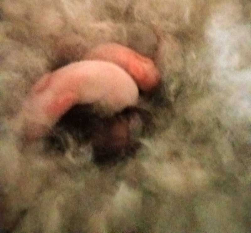 young kittenss Reasons Your Does Refuse to Get Pregnant