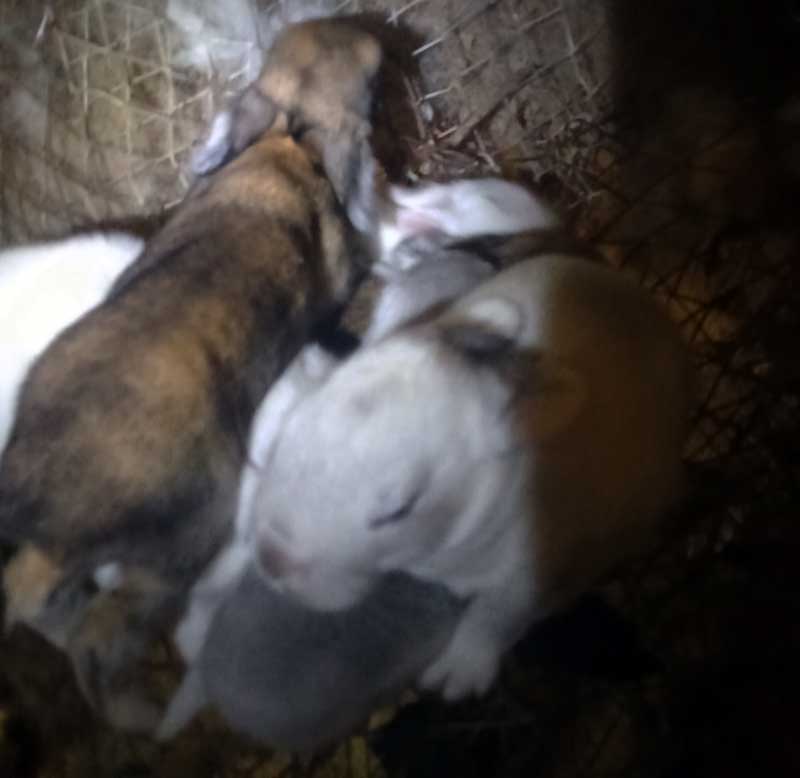 fast and actively growing rabbit kittens Reasons Your Does Refuse to Get Pregnant young and beatiful rabbits 