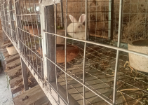 7 Key Advantages and Importance of Constructing a Rabbit Hutch Using Wire Gauze and Rod