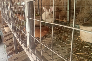 7 Key Advantages and Importance of Constructing a Rabbit Hutch Using Wire Gauze and Rod