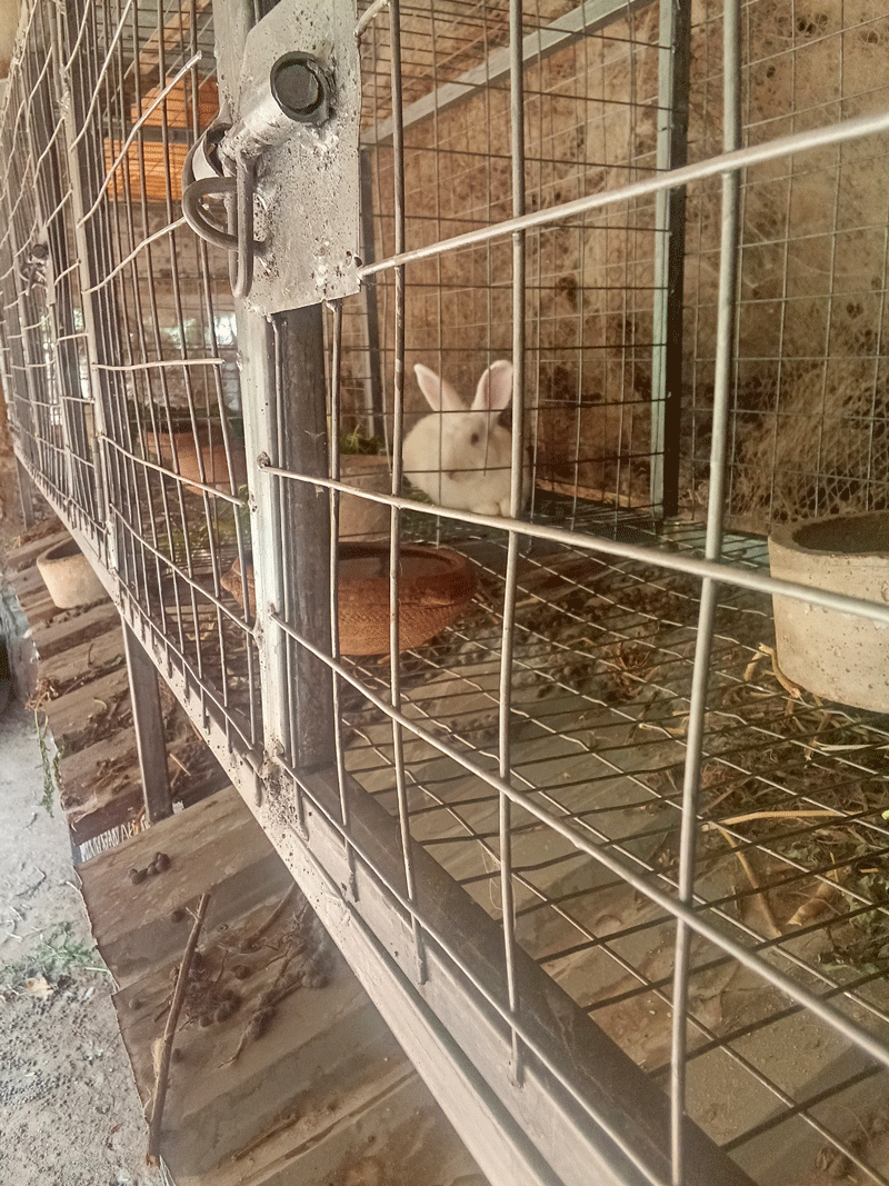  Rabbit Hutch Using Wire Gauze and Rod