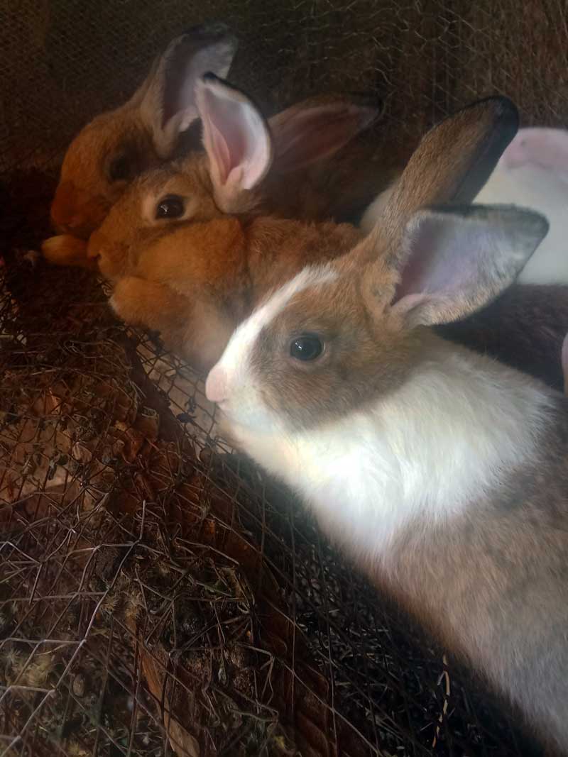 young rabbits good for mating