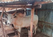 A Practical Step-by-Step Guide to Profitable Cow Fattening Business in Just 3–6 Months