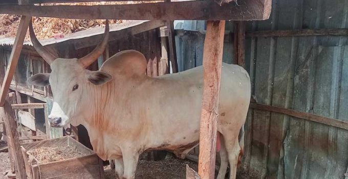 Profitable cow fattening business