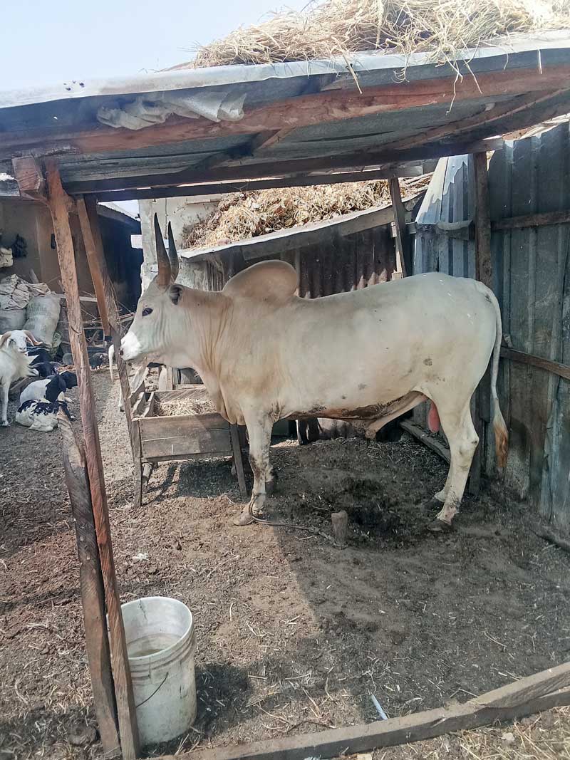 profitable cow fattening business