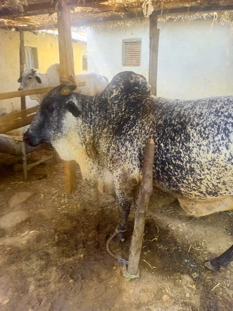 in profitable cow fattening business