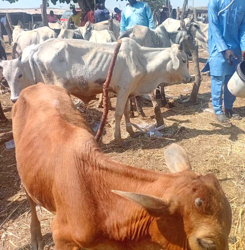 in profitable cow fattening business 