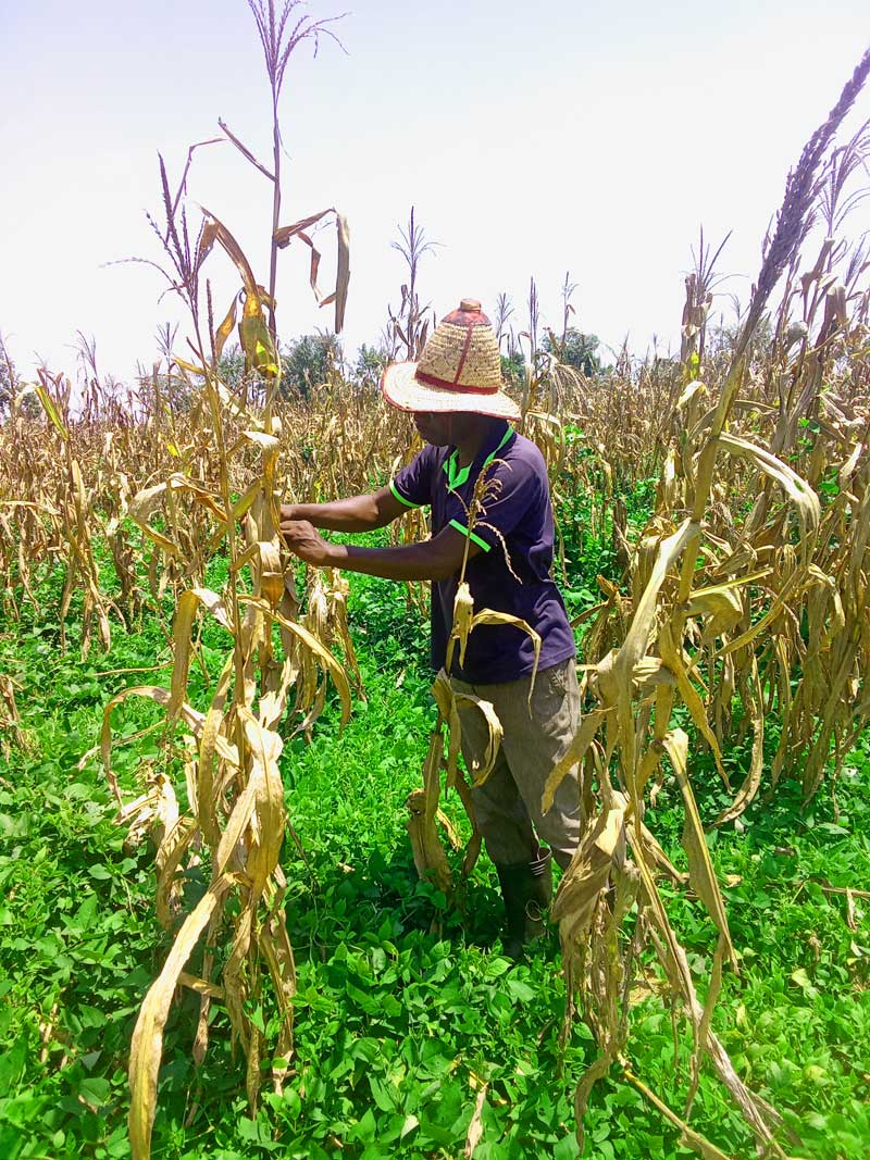 Small-scale farming profitability